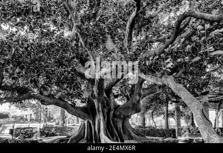 Un arbre géant dans l'Alameda Apodaca y del Marqes Jardin de Comillas à Cadix Banque D'Images