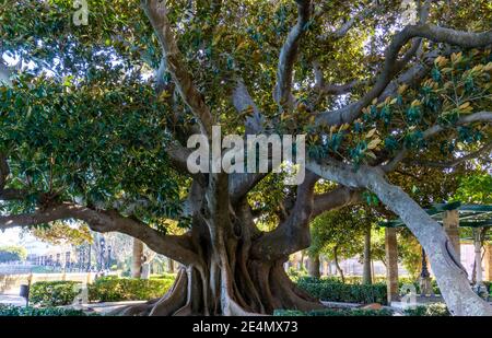 Un arbre géant dans l'Alameda Apodaca y del Marqes Jardin de Comillas à Cadix Banque D'Images