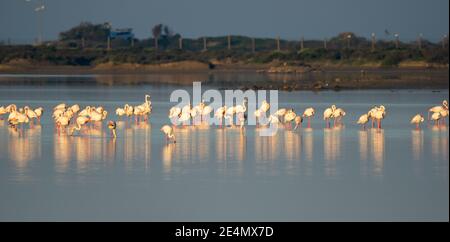 vue sur une colonie de flamants roses dans les eaux du Parc naturel de la baie de Cadix dans le sud de l'Espagne Banque D'Images