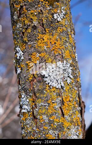 L'écorce des arbres, avec le champignon jaune et le lichen blanc poussant dessus, le jour ensoleillé de l'hiver Banque D'Images