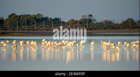 vue sur une colonie de flamants roses dans les eaux du Parc naturel de la baie de Cadix dans le sud de l'Espagne Banque D'Images