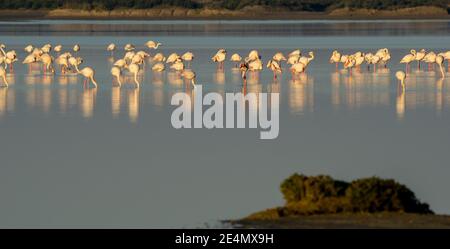 vue sur une colonie de flamants roses dans les eaux du Parc naturel de la baie de Cadix dans le sud de l'Espagne Banque D'Images