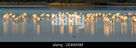 vue sur une colonie de flamants roses dans les eaux du Parc naturel de la baie de Cadix dans le sud de l'Espagne Banque D'Images