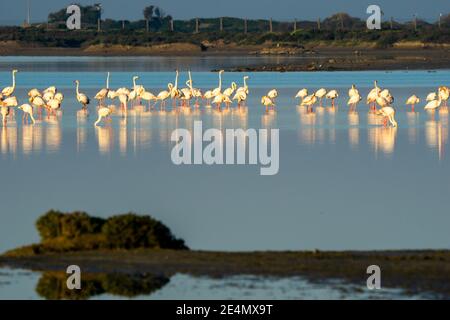 vue sur une colonie de flamants roses dans les eaux du Parc naturel de la baie de Cadix dans le sud de l'Espagne Banque D'Images