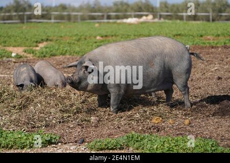 Porc noir domestique dans une ferme en Andalousie, Espagne. Banque D'Images