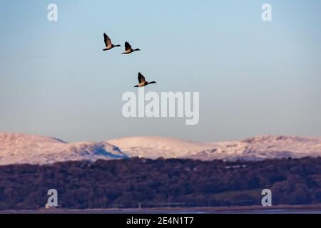 HEST Bank, Lancashire, Royaume-Uni. 24 janvier 2021. Canards de coquillages au-dessus de la baie de Morecambe, avec des Fells de Lakeland Sud enneigées crédit: PN News/Alamy Live News Banque D'Images