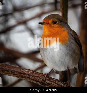 Gros plan Robin (erithacus rubéole) en hiver Banque D'Images