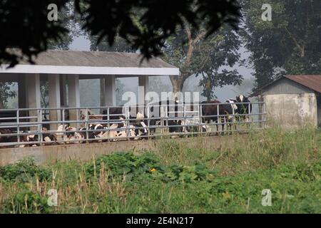 Une ferme laitière avec photo de vache à Dhaka, au Bangladesh. Banque D'Images