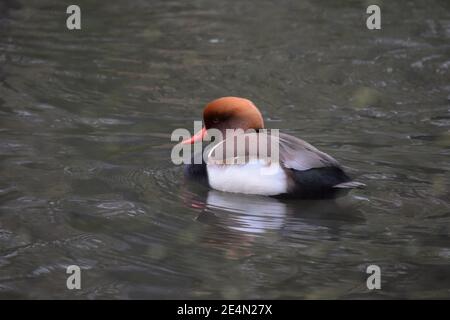 Canard rouge à crête avec sa tête légèrement rétractée Banque D'Images