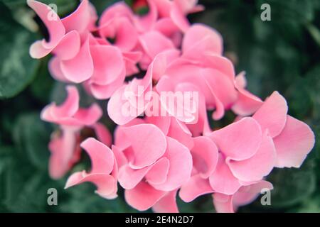 Cyclamen, ou Mallard, ou violette alpine est un genre de plantes de la sous-famille des Myrsinoideae de la famille des Primulacées. Banque D'Images