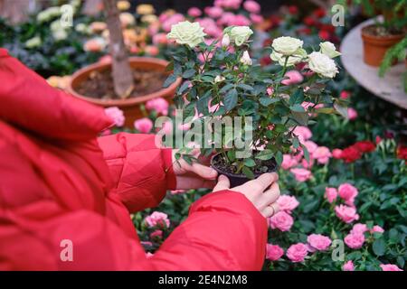 Une fleuriste choisit des fleurs roses roses dans le magasin. Achat de plantes d'intérieur pour le jardinage à la maison avec quarantaine Banque D'Images