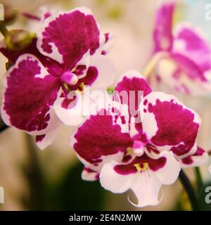 Fleur rouge du bourgeon phalaenopis, gros plan. Vente de plantes et de fleurs pour le jardinage à la maison. Banque D'Images