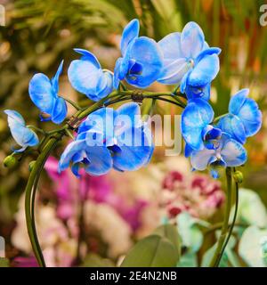 Fleurs de phalaenopis bleu, espace de copie pour le texte. Vente de plantes et de fleurs d'intérieur pour le jardinage à la maison. Banque D'Images