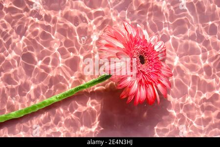 Gerbera rose ou marguerite barberton sur la surface de l'eau avec des ondulations et des reflets du soleil. Spa de beauté, relaxation ou bien-être. Jeunesse, fr Banque D'Images