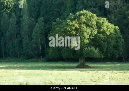 Un chêne anglais (Quercus robur), l'espèce d'arbre la plus commune du Royaume-Uni, se dresse seul dans un pré d'été, avec une végétation luxuriante de feuillage vert. Dorset. Banque D'Images