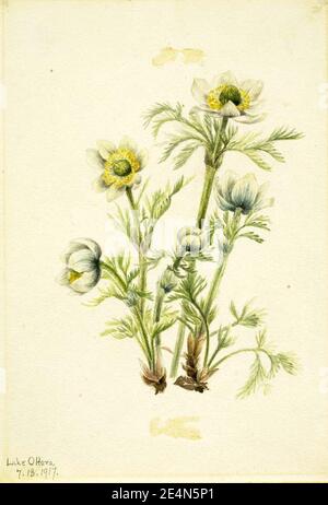 Mary Vaux Walcott - Plume Anemone (Pulsatilla occidentalis) Banque D'Images