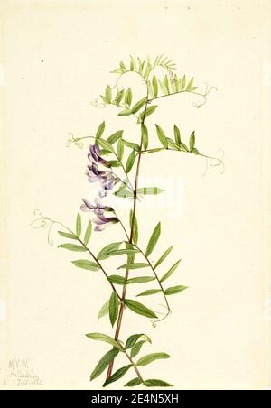 Mary Vaux Walcott - Etch américain (Vicia americana) Banque D'Images