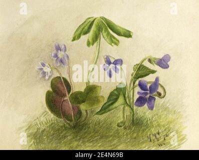 Mary Vaux Walcott - sans titre Banque D'Images