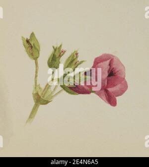 Mary Vaux Walcott - (sans titre) Banque D'Images