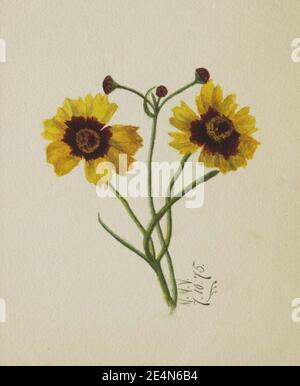 Mary Vaux Walcott - (sans titre) Banque D'Images