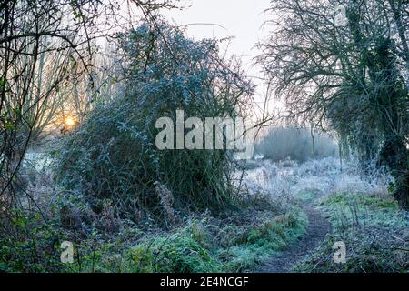 Canal d'Oxford sur une matinée glacielle de janvier au lever du soleil. Upper Heyford, Oxfordshire, Angleterre Banque D'Images