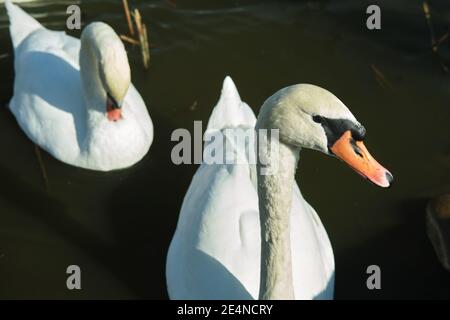 Deux cygnes blancs sur le lac par une journée ensoleillée. Copier l'espace Banque D'Images