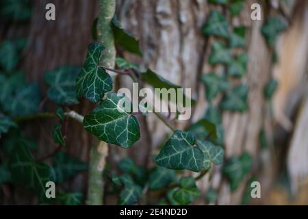 Feuilles de lierre à feuilles persistantes (Hedera Helix) grimpant dans l'écorce d'un vieux tronc d'arbre, gros plan avec espace de copie, mise au point sélectionnée, profondeur de champ étroite Banque D'Images