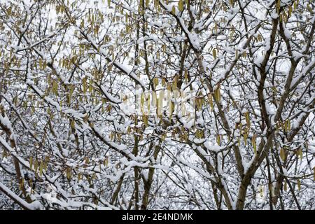 Des chatons mâles sur la neige couvraient Corylus avellana. Catkins sur le Hazel commun. Banque D'Images