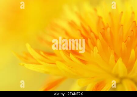 Fond floral brillant. Chrysanthème, macro, gros plan, mise au point sélective douce, teinte jaune. Concept équinoxe de printemps, beauté de la nature. Pour intérieur de Banque D'Images