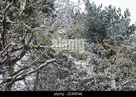 Des chatons mâles sur la neige couvraient Corylus avellana. Catkins sur le Hazel commun. Banque D'Images