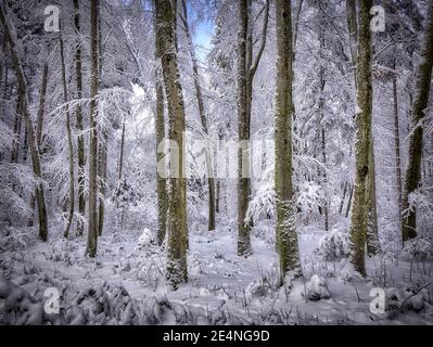 DE - BAVIÈRE: Pays des merveilles d'hiver près de Bad Tölz (HDR-Photography) Banque D'Images