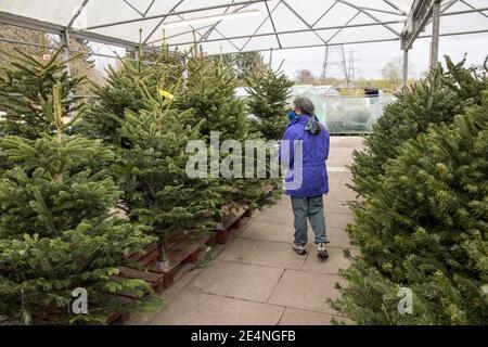 Arbres de Noël en vente au centre du jardin, Llanfoist, pays de Galles, Royaume-Uni Banque D'Images