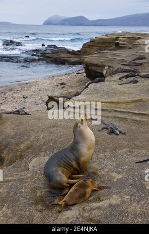 Lobo marino. Équateur. Parque Nacional de las Islas Galapagos Banque D'Images