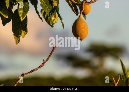 Les fruits de Sapodilla pendent d'un arbre, la lueur chaude du soleil du début de soirée brille de toutes les surfaces, près d'El Higuerito, République dominicaine. Banque D'Images