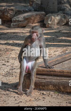 Hamadryas Baboon, Papio hamadryas, portrait vertical sacré de babouin Banque D'Images