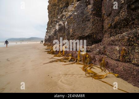 Catlins Nouvelle-Zélande - février 24 2015 ; la face rocheuse des grottes de la cathédrale incrustée de barnacles et de varech sur la plage de Waipati s'élève à 30 mètres au-dessus de la Banque D'Images
