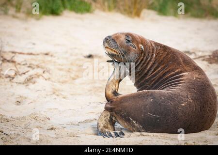 NZ fur Seal se grattant avec son flippereux sur Catlins Beach.South Island, Nouvelle-Zélande. Banque D'Images