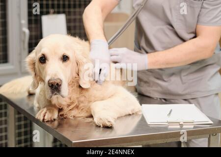Gros plan d'un chien domestique regardant l'appareil photo pendant le vétérinaire ecoute de battements cardiaques avec le stéthoscope Banque D'Images