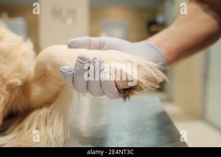 Gros plan du vétérinaire dans des gants de protection tenant la patte du chien et prendre soin des animaux Banque D'Images