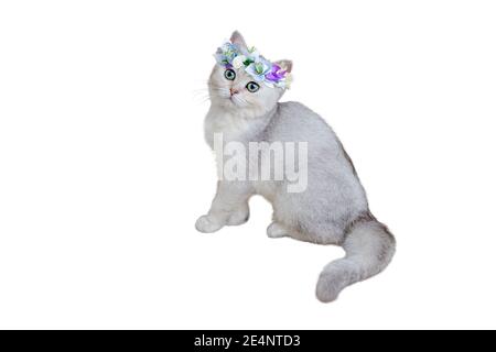 Magnifique race britannique de chaton gris dans une couronne de fleur bleue assise sur un fond blanc. Banque D'Images