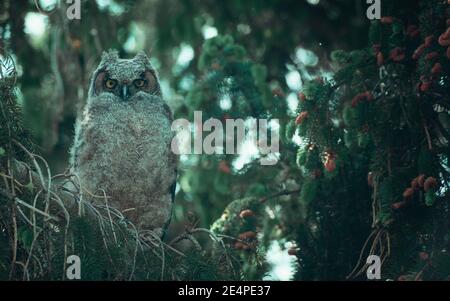 Gros plan d'un petit hibou perché dans un arbre Banque D'Images