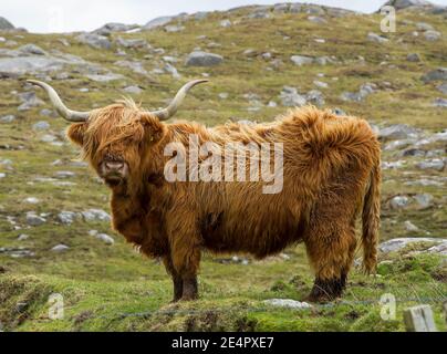 Highland cow, Isle of Harris Outer Hebrides, Écosse, Royaume-Uni. Banque D'Images