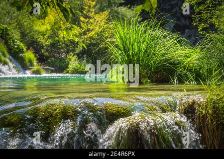 Gros plan sur une longue herbe entourée d'une cascade et de cascades d'eau dans une forêt verdoyante, parc national des lacs de Plitvice, patrimoine mondial de l'UNESCO, Croatie Banque D'Images