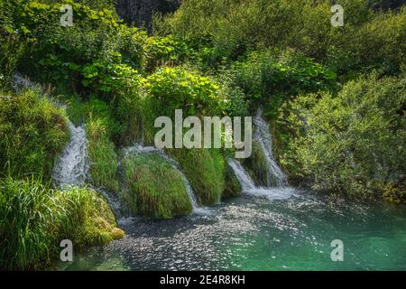 Petites cascades entourées d'une grande herbe qui coule dans le lac turquoise. Parc national des lacs de Plitvice Patrimoine mondial de l'UNESCO en Croatie Banque D'Images