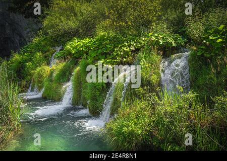 Cascades d'eau entourées de hautes herbes tombant dans un lac turquoise. Parc national des lacs de Plitvice Patrimoine mondial de l'UNESCO en Croatie Banque D'Images