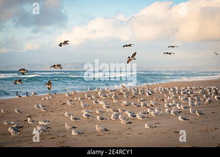Colonie d'oiseaux de mer sur la plage au coucher du soleil, pélicans bruns et troupeau de mouettes, Californie Banque D'Images