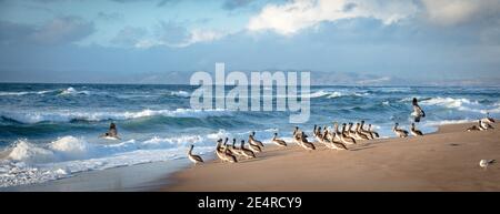 Troupeau de pélicans bruns et troupeau de mouettes sur la plage au coucher du soleil, vue panoramique. Mer bleue, montagnes, et beau ciel nuageux sur fond Banque D'Images