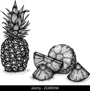 Encore la vie avec des ananas entiers et tranchés. Illustration vectorielle dessinée à la main. Dessin monochrome isolé sur fond blanc Illustration de Vecteur