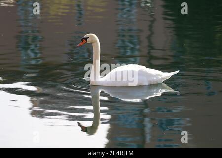 Le cygne dans l'eau Banque D'Images