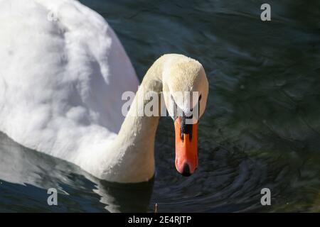 Le cygne dans l'eau Banque D'Images